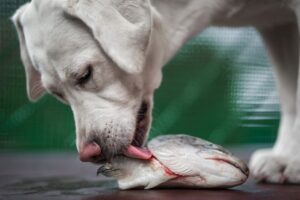 Hvorfor bør hunder og katter spise mer fisk?
